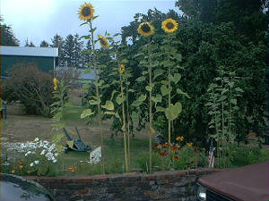 sunflowers11.jpg