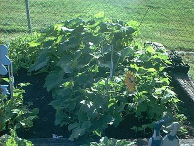 Squash growing nicely